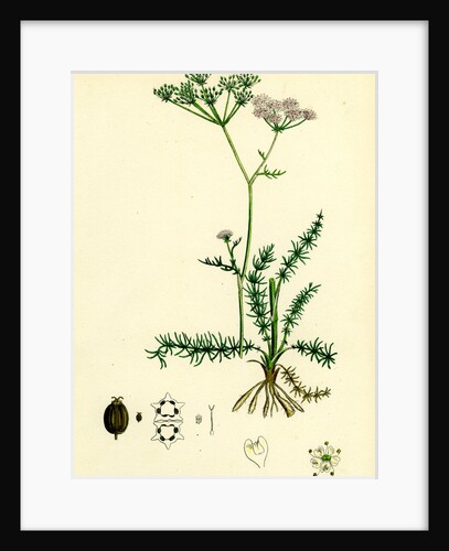 Carum Verticillatum Worled Caraway by Anonymous