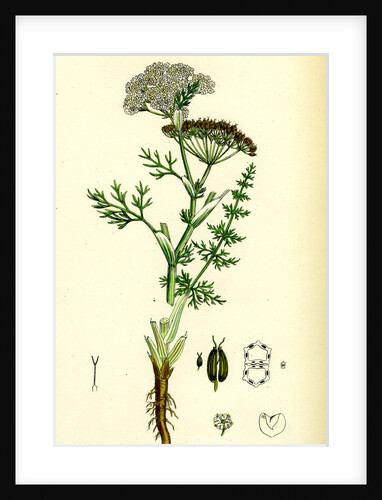 Carum Carui Common Caraway by Anonymous