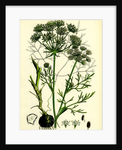 Carum Bulbocastanum Great Earth-Nut by Anonymous