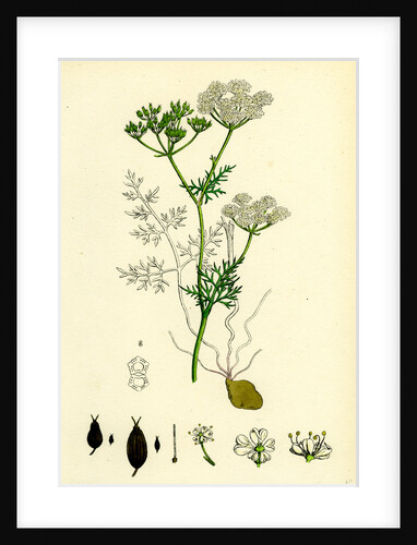 Bunium Flexuosum Common Earth-Nut-- by Anonymous