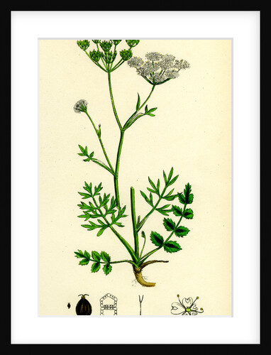 Pimpinella Saxifraga Common Burnet Saxifrage by Anonymous