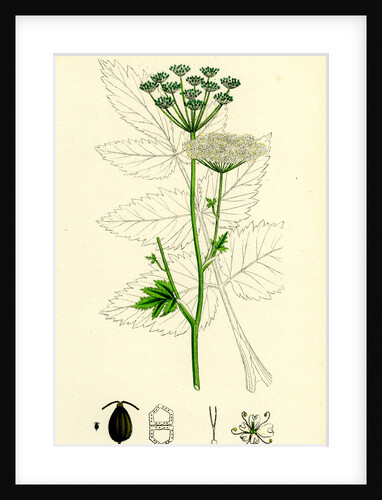 Pimpinella Magna Greater Burnet Saxifrage by Anonymous