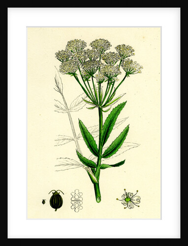 Sium Latifolium Great Water-Parsnip by Anonymous