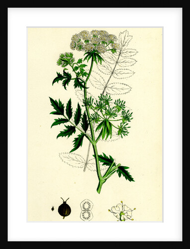 Sium Angustifolium Water-Parsnip by Anonymous