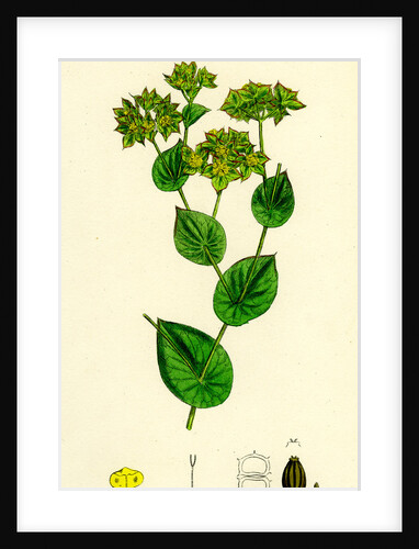 Bupleurum Rotundifolium Perfoliate Hare's-Ear by Anonymous