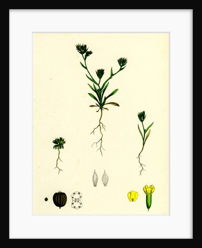 Bupleurum Aristatum Narrow-Leaved Hare's-Ear by Anonymous