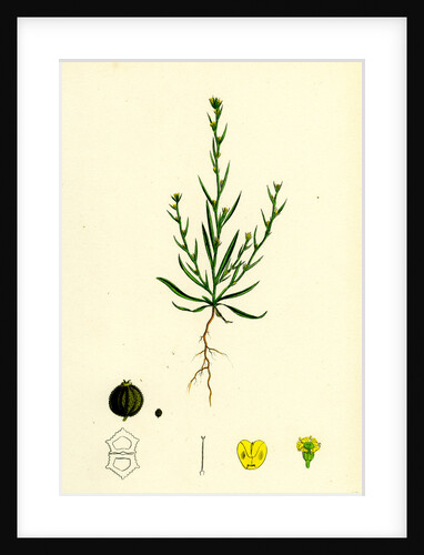 Bupleurum Tenuissimum Slender Hare's-Ear by Anonymous