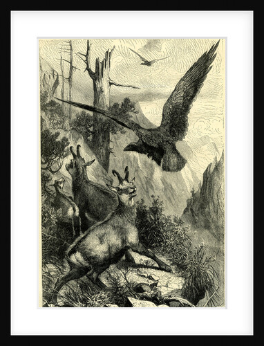 Wild Live in the Alps Switzerland by Anonymous