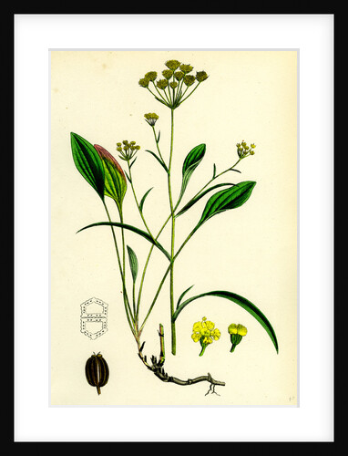 Bupleurum Falcatum Falcate-Leaved Hare's-Ear by Anonymous