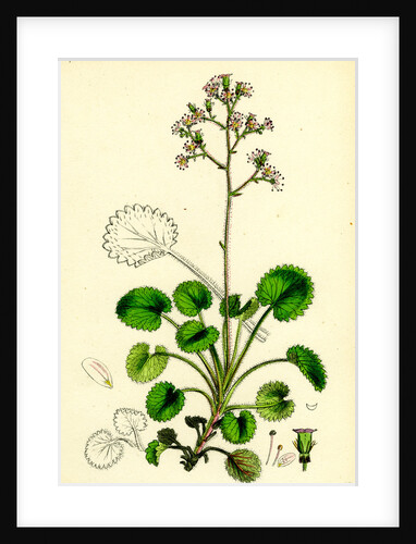 Saxifraga Geum Var. Serrata Kidney-Leaved London-Pride by Anonymous