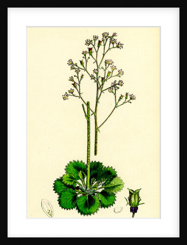 Saxifraga Geum Var. Elegans Kidney-Leaved London-Pride by Anonymous