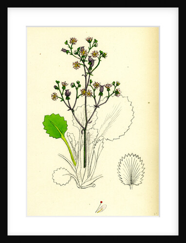 Saxifraga Hirsute Hairy London-Pride by Anonymous