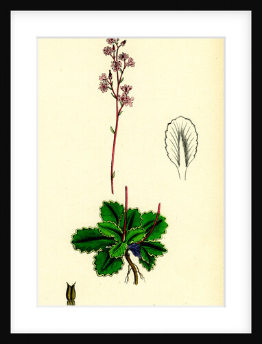 Saxifraga Umbrosa Common London-Pride by Anonymous