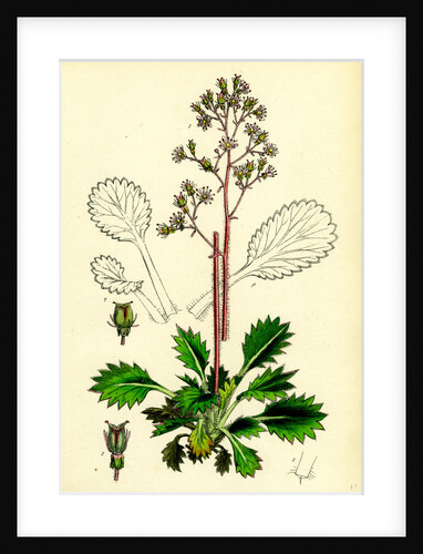 Saxifraga Umbrosa Var. Serratifolia Common London-Pride by Anonymous