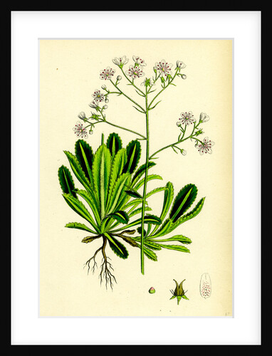 Saxifraga Andrewsii Andrew's London-Pride by Anonymous