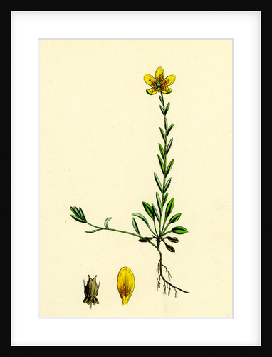 Saxifraga Hirculus Yellow Marsh Saxifrage by Anonymous