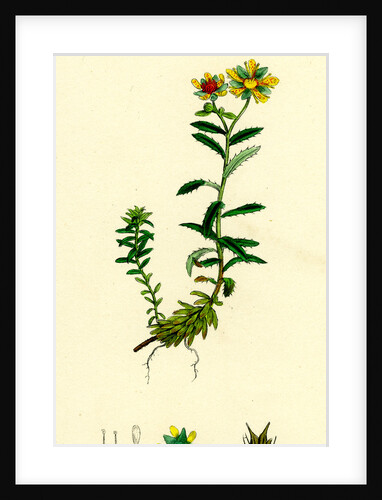 Saxifraga Aizoides Yellow Mountain Saxifrage by Anonymous