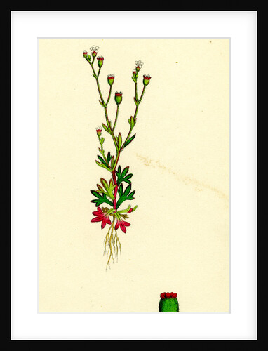 Saxifraga Tridactylites Rue-Leaved Saxifrage by Anonymous