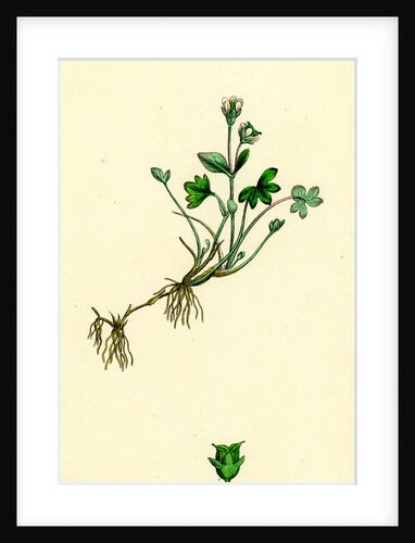 Saxifraga Rivularis Alpine Brook Saxifrage by Anonymous