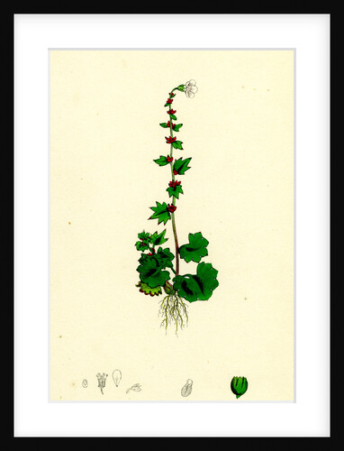 Saxifraga Cernua Drooping Alpine Saxifrage by Anonymous