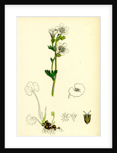 Saxifraga Granulata White Meadow Saxifrage by Anonymous