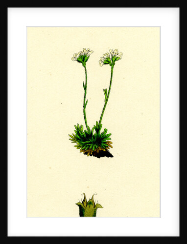 Saxifraga Caespitosa Tufted Saxifrage-- by Anonymous