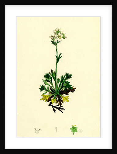 Saxifraga Decipiens Palmate-Leaved Mossy Saxifrage by Anonymous