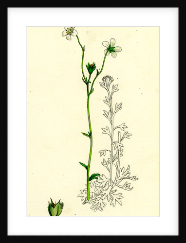 Saxifraga Hirta Var. Genuina Irish Mossy Saxifrage Var. A. by Anonymous