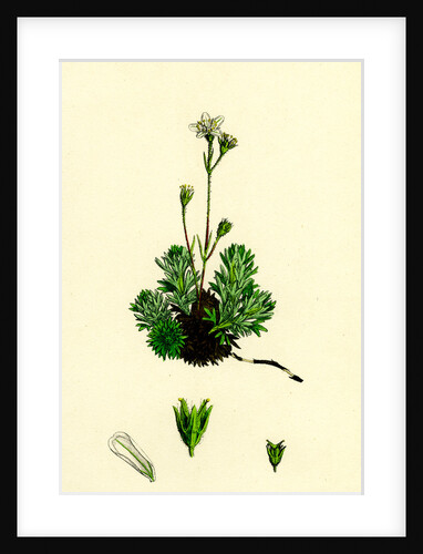 Saxifraga Hirta Var. Affinis Irish Mossy Saxifrage Var. Y. by Anonymous