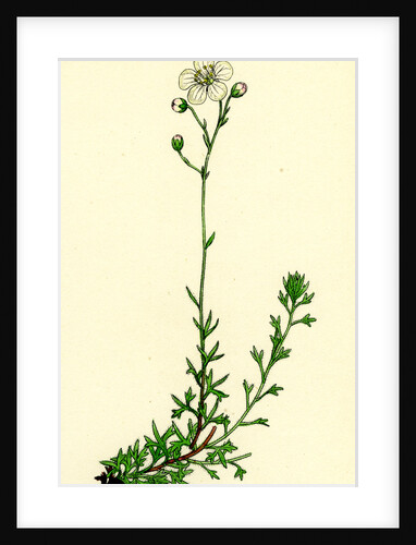 Saxifraga Eu-Hypnoides Var. Platypetala Mossy Saxifrage Var. A. by Anonymous