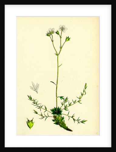 Saxifraga Eu-Hypnoides Var. Gemmifera Mossy Saxifrage Var. B. by Anonymous