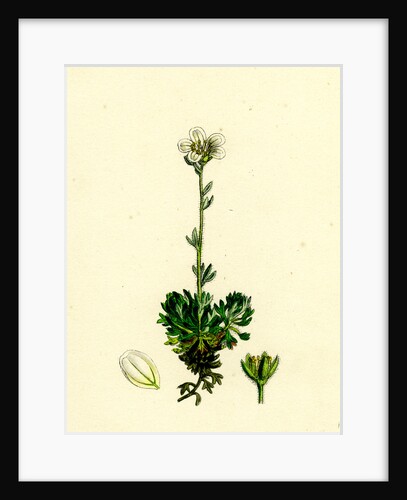 Saxifraga Hirta Var. Incurvifolia Irish Mossy Saxifrage Var. B. by Anonymous