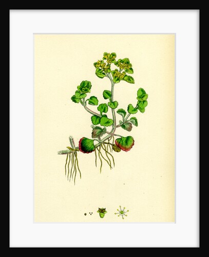 Chrysosplenium Oppositifolium Opposite-Leaved Golden-Saxifrage by Anonymous