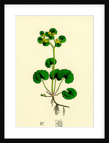 Chrysosplenium Alternifolium Alternate-Leaved Golden-Saxifrage by Anonymous