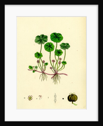 Hydrocotyle Vulgaris Marsh Pennywort by Anonymous