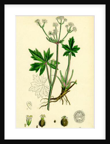 Sanicula Europaea Wood Sanicle by Anonymous