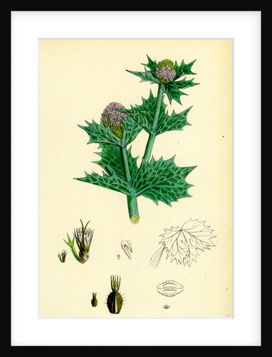 Eryngium Maritimum Sea-Holly by Anonymous