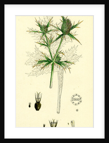 Eryngium Campestre Field Eryngo by Anonymous