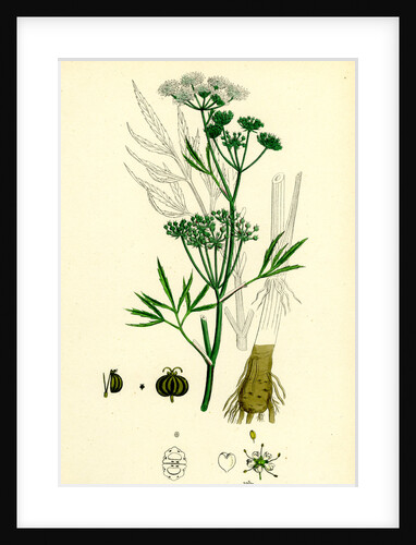 Cicuta Virosa Water Hemlock by Anonymous