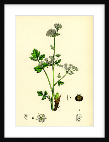 Apium Graveolens Wild Celery by Anonymous