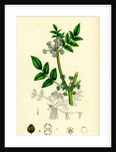 Helosciadium Nodiflorum Procumbent Water-Parsnip by Anonymous