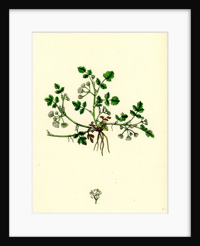 Helosciadium Nodiflorum Var. Repens Procumbent Water-Parsnip Var. B. by Anonymous