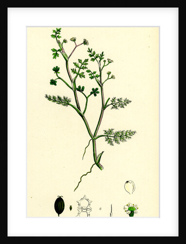 Helosciadium Inundatum Least Water-Parsnip by Anonymous