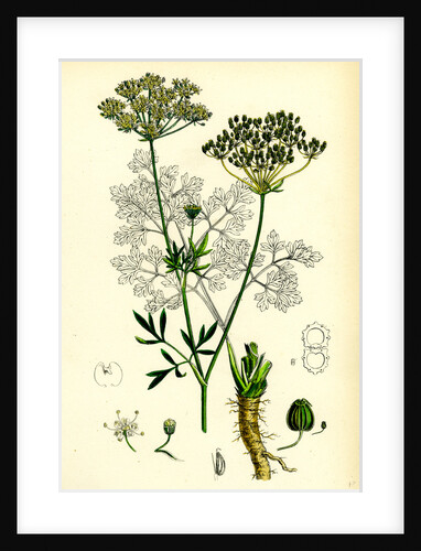 Petroselinum Sativum Common Parsley by Anonymous