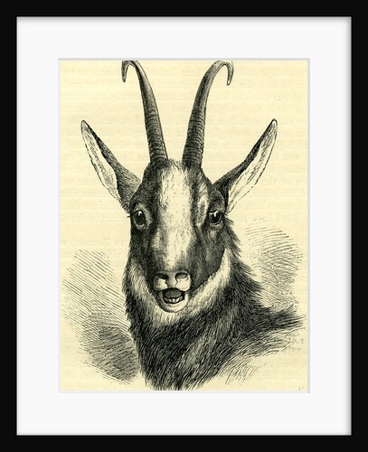 Head of Chamois Switzerland by Anonymous