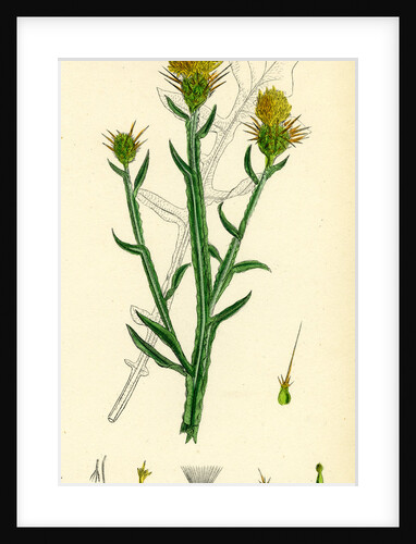 Centaurea Solstitialis St. Barnaby's Thistle by Anonymous