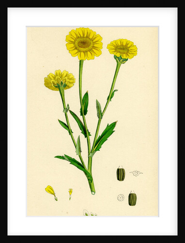 Chrysanthemum Segetum Corn Marigold by Anonymous