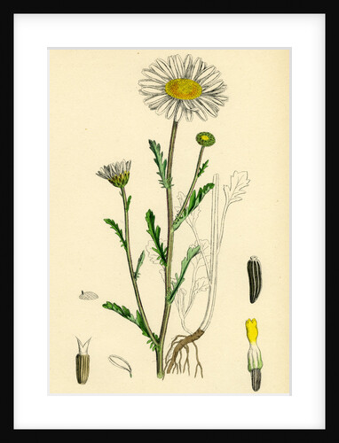 Chrysanthemum Leucanthemum Great White Ox-Eye by Anonymous