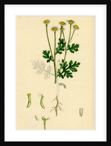 Chrysanthemum Parthenium Common Feverfew by Anonymous