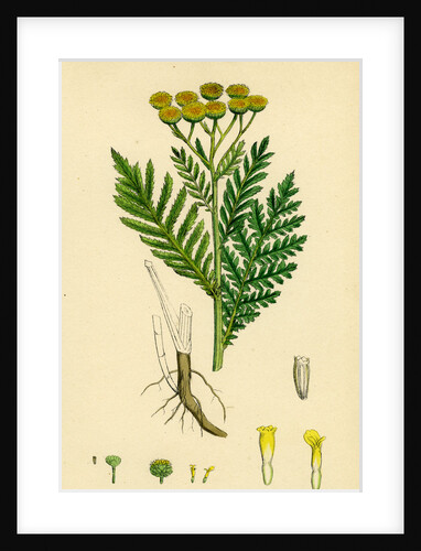 Chrysanthemum Tanacetum Common Tansy by Anonymous